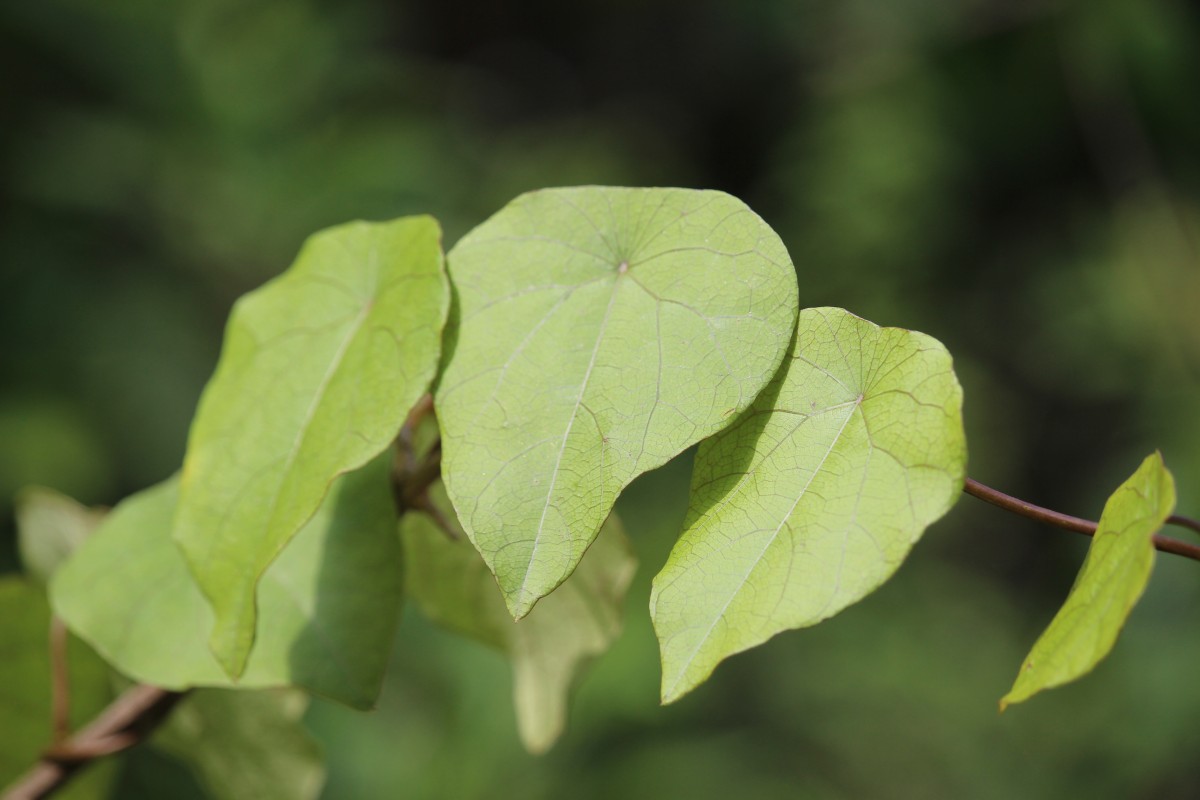 Stephania japonica (Thunb.) Miers